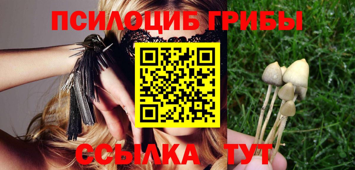 Псилоцибиновые грибы мицелий  Галлюциногенные грибы Psilocybe  Вход с VPN  Гатчина 